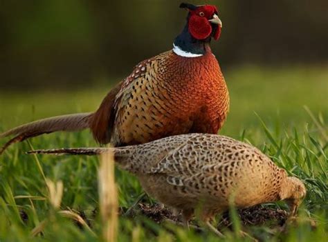 Bayağı Sülün (Phasianus colchicus)