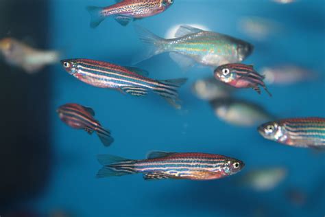 Zebra Danio (Zebrafish) Fish Species Profile