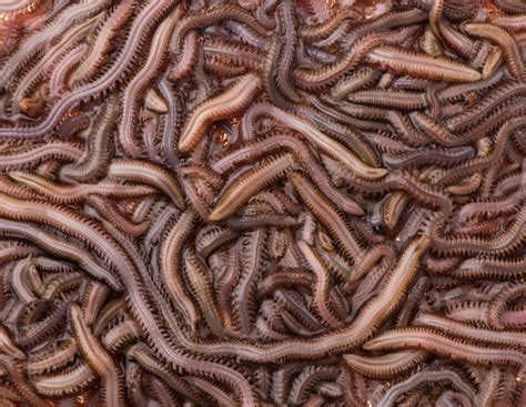 GUSANO INGLÉS | Productos | Micebo