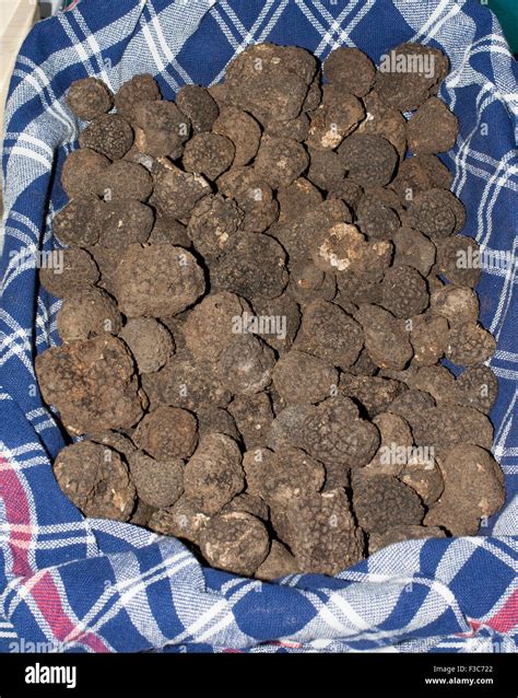 black truffles - tuber melanosporum Stock Photo - Alamy