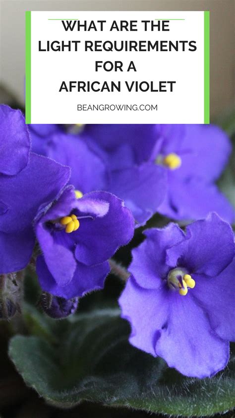 African Violet Light Requirements - Type, Amount & More | African ...