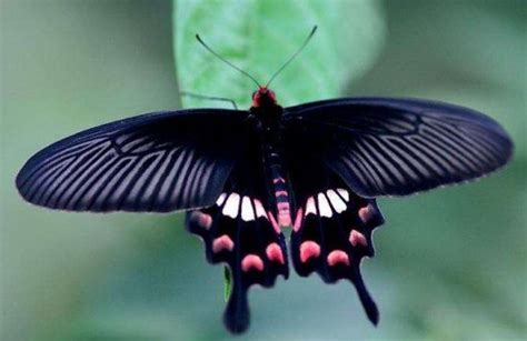 盘点世界八大名贵蝴蝶，第一种蝴蝶你见过吗？(2)_巴拉排行榜