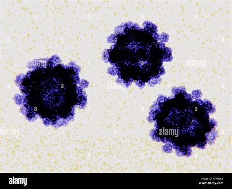 Norovirus virus particles, illustration. Norovirus is the most common cause of gastroenteritis ...