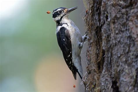 7 Species of Woodpeckers in Illinois (with Pictures) - Animal Hype