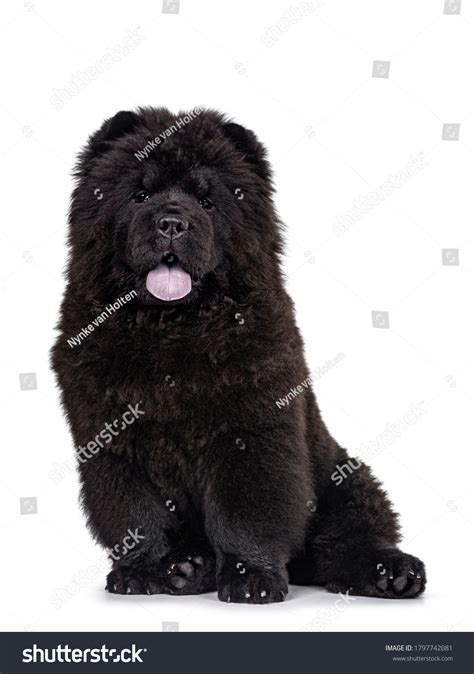 4,316 Black chow chow Images, Stock Photos & Vectors | Shutterstock