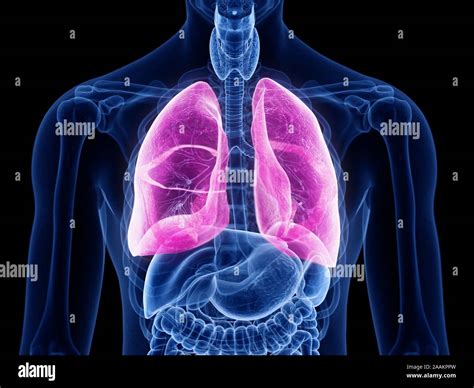 Image result for Lung Segmentation Using CNN