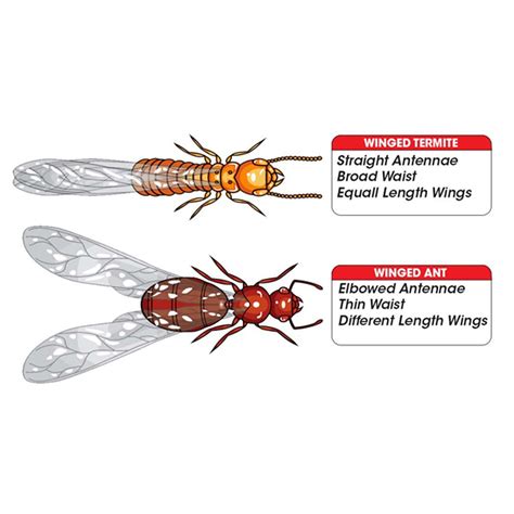 Flying Ants vs. Termites: Key Differences Explained