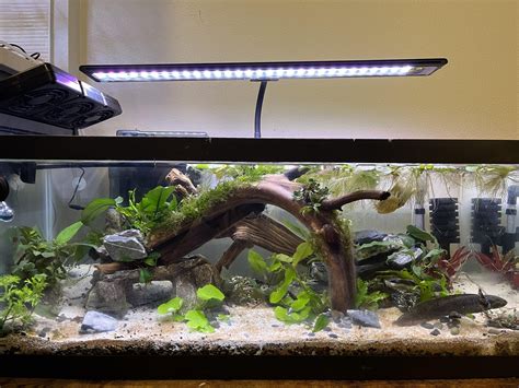 Axolotl Aquarium Setup