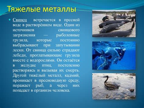 Источники и последствия загрязнения вод внутренних водоемов, морей и ...