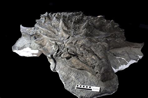 Meet Borealopelta markmitchelli: The Best-Preserved Dinosaur Fossil ...