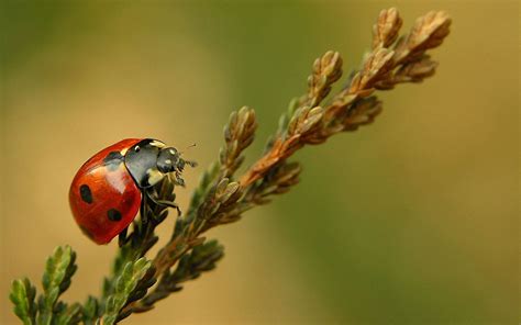 Image result for Ladybug Flaying