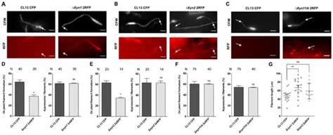Ustilago maydis Secreted Endo-Xylanases Are Involved in Fungal ...