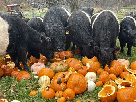 Sheffield Farmers Market