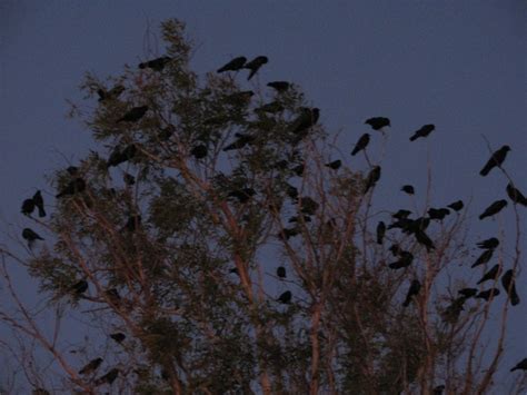 Crow Migration - Davis - LocalWiki