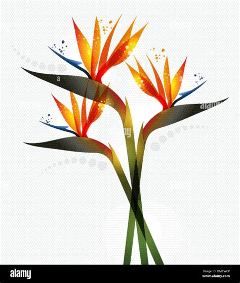 Bird of Paradise flower Stock Vector Image & Art - Alamy