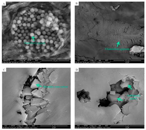 Lacustrine Shale Diagenesis—A Case Study of the Second Member of the ...