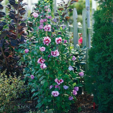 Purple Pillar' Rose of Sharon – Jardineries Botanix