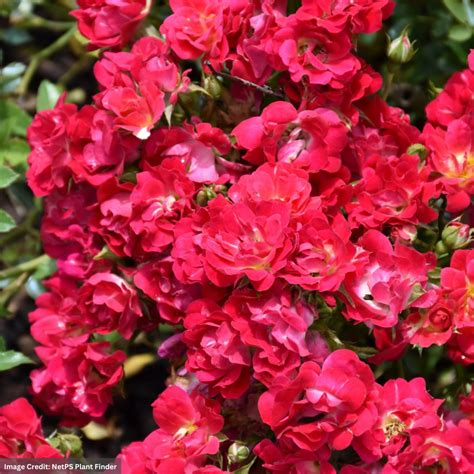 Drift® Rose - Red - #3 Container | Mahoney's Garden Center