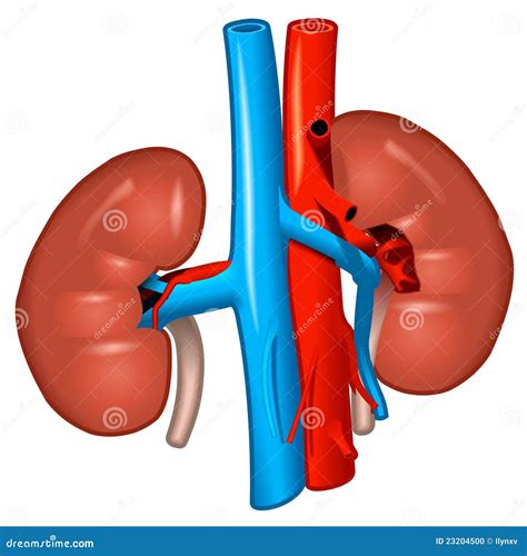 Riñones Humanos Foto de archivo - Imagen: 23204500