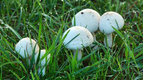 Mushrooms In My Lawn What Does It Mean at Steven Huff blog