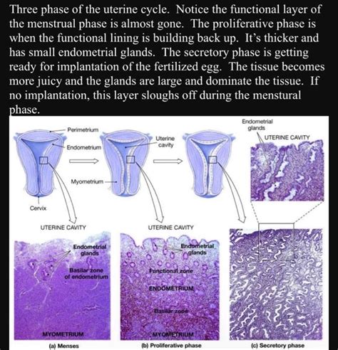 Image result for Endometrium Functional Layer