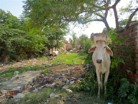 Haryana ministers may swear by cow protection. But for its farmers ...