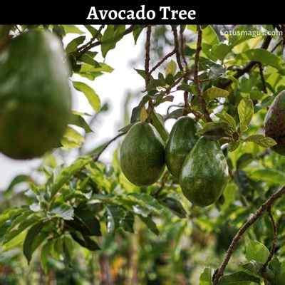 Image result for Avocado Tree Pruning