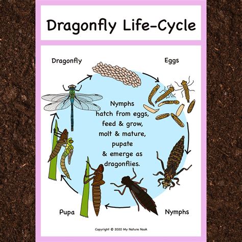 Dragonfly Life Cycle