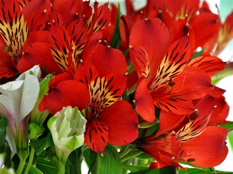 Alstroemeria Meaning