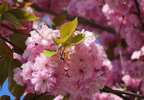 Closeup, Flowering trees, Sakura, Pink color, HD Wallpaper | Rare Gallery