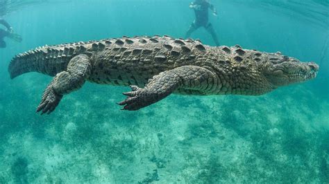 How Fast Can Crocodiles Swim