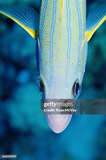 Image result for How to Filet Blue Snapper