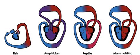 Blood Groups, Lymph andCirculatory pathway - Biology Class 11 - NEET ...