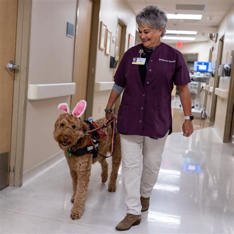 Meet Carl, an 8-year-old Goldendoodle who is Banner Heart Hospital's ...