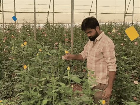 Guna roses in demand in Dubai and Bangladesh: Engineer-turned-farmer ...