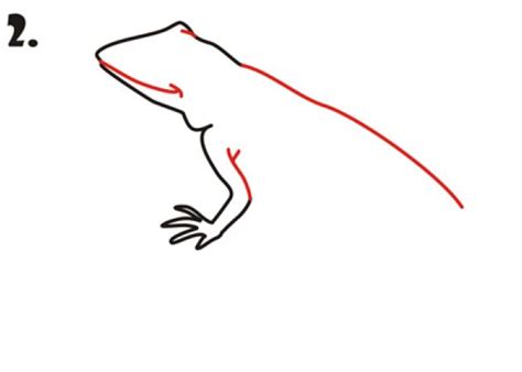 Image result for Common Collared Lizard How to Draw