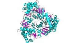 Industrial Enzymes - Fungal Amylase Enzyme Manufacturer from Bhiwandi