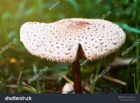 Close White Mushroom False Parasol Background Stock Photo 2156610115 ...
