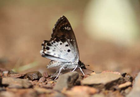 First record: Alida Angle butterfly from Tirupati - Tirupati Biodiversity