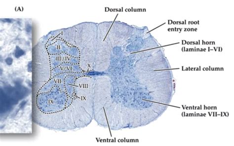 Neuronal circuitry of the lower urinary tract : central and peripheral neuronal control of the mictu