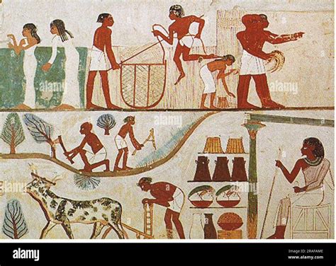 Agricultural Scene from the Tomb of Nakht, 18th Dynasty Thebes 1390 BC by Ancient Egypt Stock ...
