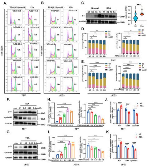 Dysregulation of Histone Deacetylases Inhibits Trophoblast Growth ...