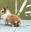 Image result for How to Make a Bunny Tail