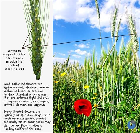 Image result for What Is Vector