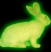 Image result for Cute White Bunny Rabbits