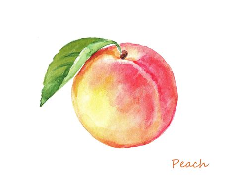 Premium Vector | Peach watercolor hand drawn illustration of peaches fruit peach branch ...