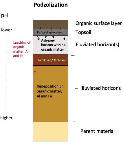 Podzolization - Agriculture Notes