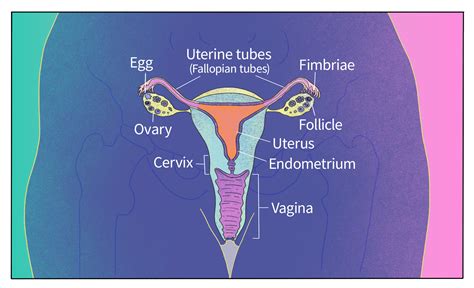 Pregnant Uterine Wall