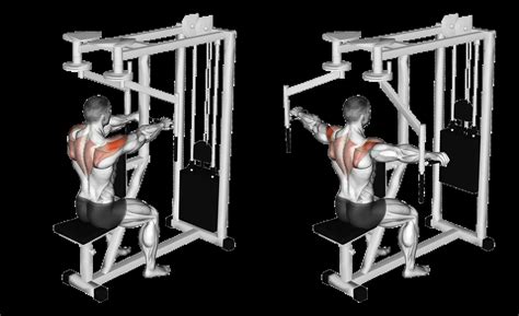 Machine Reverse Fly: Guide, Muscles Worked, Tips | Athlemove