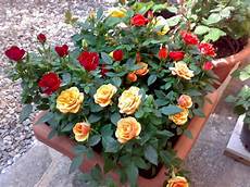 roselline in vaso in vaso garden4us roselline in vaso in vaso garden4us
